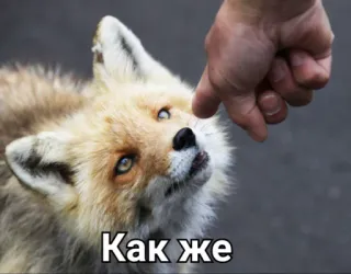 😬 Как же raposa, animal, fofo, dedo, boop telegram sticker