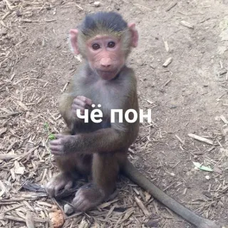 🧐 Чё пон monkey, animal, primate, cute telegram sticker