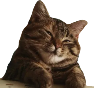 😊 cat, animal, pet, domestic cat, tabby, cute telegram sticker