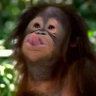 😛 orango, scimmia, animale, carino, lingua, divertente whatsapp sticker