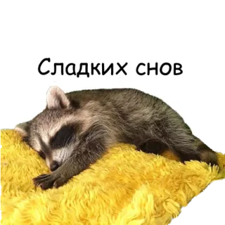 😴 Сладких снов guaxinim, dormindo, fofo, animal, bons sonhos telegram sticker