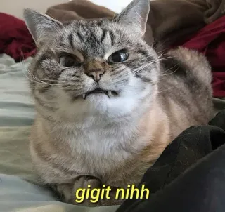 💛 gigit nihh gato, animal, meme, engraçado, animal de estimação, fofo telegram sticker