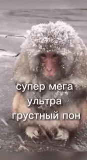 🥶 супер мега ультра грустный пон monkey, snow, cold, sad telegram sticker