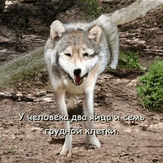 🤤 У человека два яйца и семь грудной клетки. หมาป่า, สัตว์, ข้อความรัสเซีย telegram sticker
