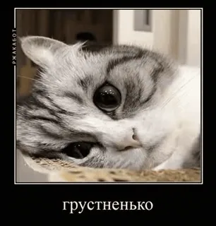 😔 грустненько gato, triste, meme, fofo, animal de estimação, gatinho, adorável telegram sticker