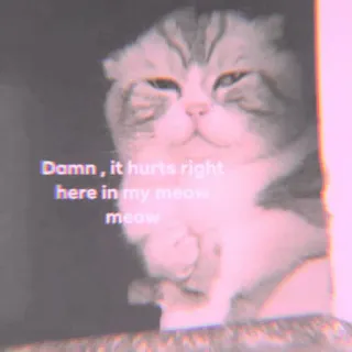 🐾 Damn , it hurts right here in my meow meow Katze, traurig, Meme, verletzt, Miau, Tier whatsapp sticker