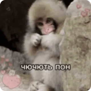 🤏 ЧЮЧЮТЬ ПОН scimmia, carino, animale, adesivo, divertente whatsapp sticker
