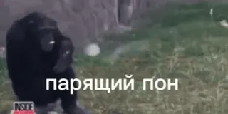 🌟 парящий пон animal, macaco, meme, engraçado whatsapp sticker