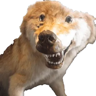 🐶 chien, taxidermie, animal, bizarre, effrayant, sourire whatsapp sticker