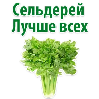 Facts About Celery @stickersb2b telegram stickers