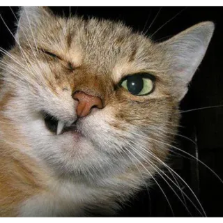 😉 gato, felino, mascota, animal, retrato, dientes telegram sticker