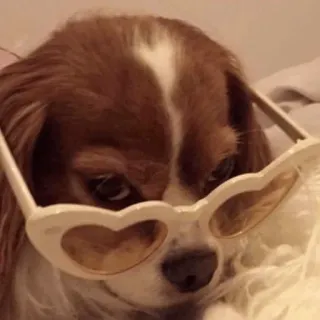 🐕 cachorro, óculos, óculos de coração, animal de estimação, animal telegram sticker