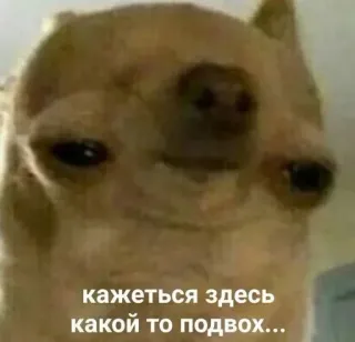🤔 кажеться здесь
какой то подвох... pies, chihuahua, podejrzliwy, śmieszne, mem, rosyjski telegram sticker