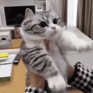 🤯 猫, 動物, かわいい, ペット whatsapp sticker