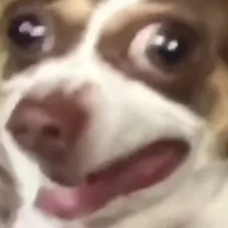 😦 perro, animal, mascota, chihuahua, lindo, meme, gracioso, adorable telegram sticker