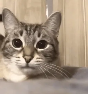 😶 gato, animal, animal de estimação, fofo, olhos, mamífero whatsapp sticker