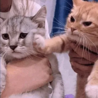 🍡 chat, gifle, animal, chat domestique, félin, violence whatsapp sticker