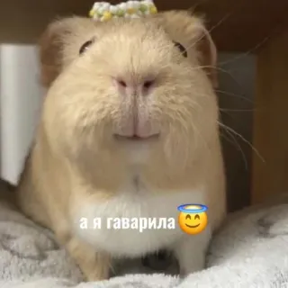 😇 а я гаварила cochon d'Inde, animal, mignon, auréole telegram sticker