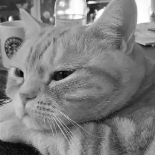 🖇 cat, animal, pet, domestic cat, feline, mammal telegram sticker