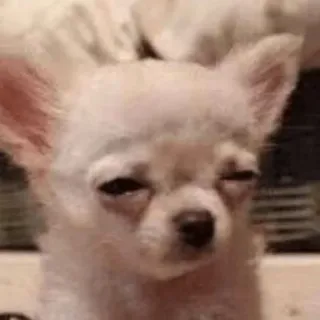 😐 chien, chihuahua, animal, animal de compagnie, mème, drôle, mignon telegram sticker