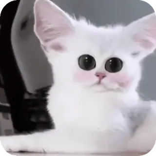 👀 telegram sticker