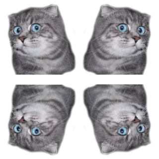 surprised cat telegram stickers