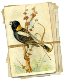 📝 uccello, natura, vintage, animale, disegno, cardellino, fauna selvatica whatsapp sticker