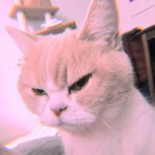 🐾 Katze, Tier, Haustier, grumpy, Katzenartig whatsapp sticker