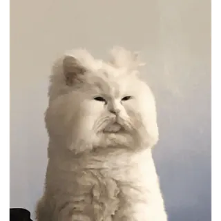 😊 gato, gracioso, animal, meme, gato blanco, esponjoso whatsapp sticker