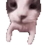 Cats Big Pack @TgEmojis telegram emojis 🐱