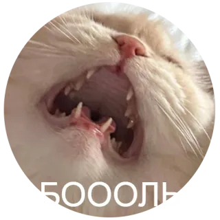 😢 БОООЛЬ кот, зевает, зубы, животное, русский whatsapp sticker
