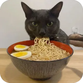 🫥 kot, ramen, jedzenie, makaron, zwierzę, zwierzę domowe, jajka telegram sticker