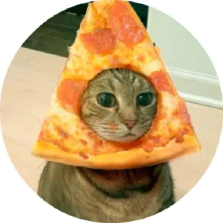 😂 chat, pizza, animal de compagnie, animal, mignon telegram sticker