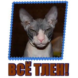 🙄 ВСЁ ТЛЕН! cat, sticker, sphynx, phrase telegram sticker