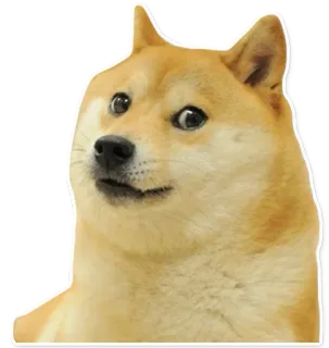 🐶 Doge Doge, Meme, Perro, Shiba Inu, Meme de Internet telegram sticker