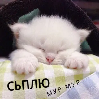 😴 СЫПЛЮ МУР МУР gatto, gattino, dormire, carino, fusa whatsapp sticker