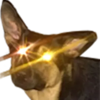 😡 dog, laser eyes, meme, animal telegram sticker