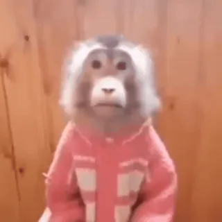 😐 singe, animal, primate, mignon, drôle whatsapp sticker