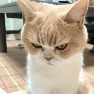 😾 猫, 怒り, 不機嫌, ネコ科, ペット, 動物, ミーム telegram sticker