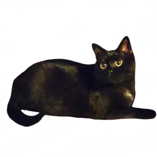 🍕 kucing, binatang, kucing hitam, hewan peliharaan, peliharaan, felin whatsapp sticker