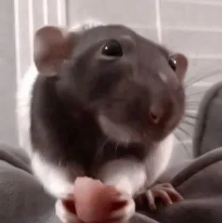 🐁 rata, animal, mascota, lindo, roedor, mamífero whatsapp sticker