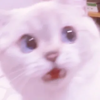 MEONG SOFT „ @KOOKFWAIRY telegram stickers