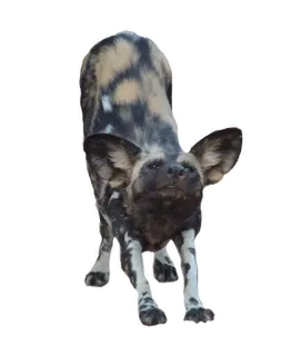 🧘‍♀️ likaon, zwierzę, pies, dzikie zwierzę, ssak, piesiec malowany telegram sticker