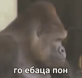 🐒 го ебаца пон ゴリラ, ミーム, 動物, 面白い, 猿 whatsapp sticker