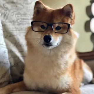 🤓 anjing, shiba inu, kacamata, pintar, hewan peliharaan, binatang whatsapp sticker