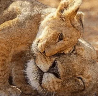 😍 лев, животные, дикая природа, львёнок, мать, нежность, семья telegram sticker