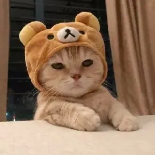 🥺 cat, animal, pet, cute, bear, hat telegram sticker