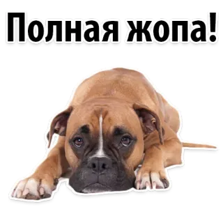 😭 Полная жопа! dog, animal, Russian, sad, expression, sticker telegram sticker