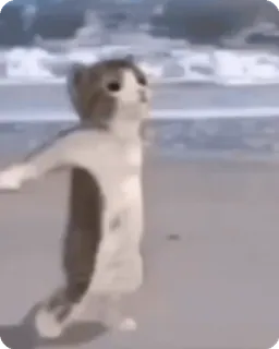 🌟 cat, beach, kitten, animal, pet, sand telegram sticker
