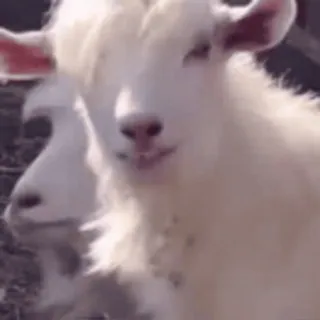 😁 goat, animal, farm, cute, domestic animal telegram sticker